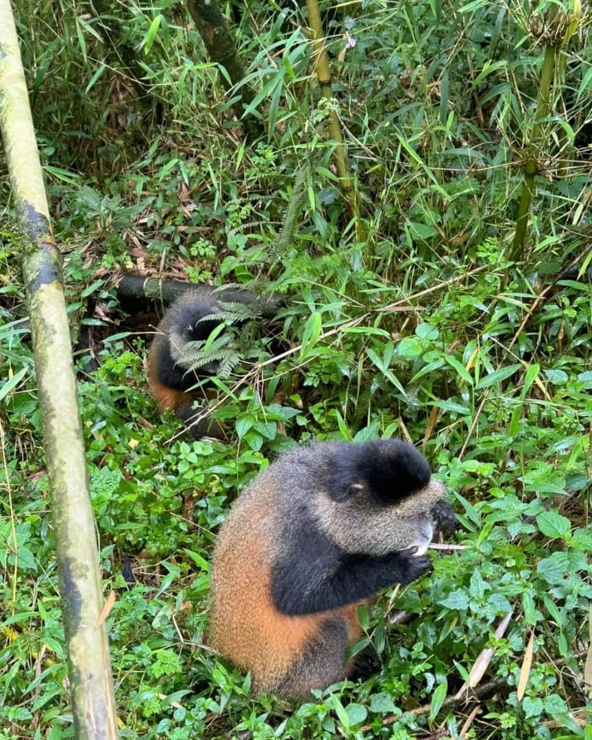 4-Day Gorilla & Golden Monkey Trekking In Mgahinga NP