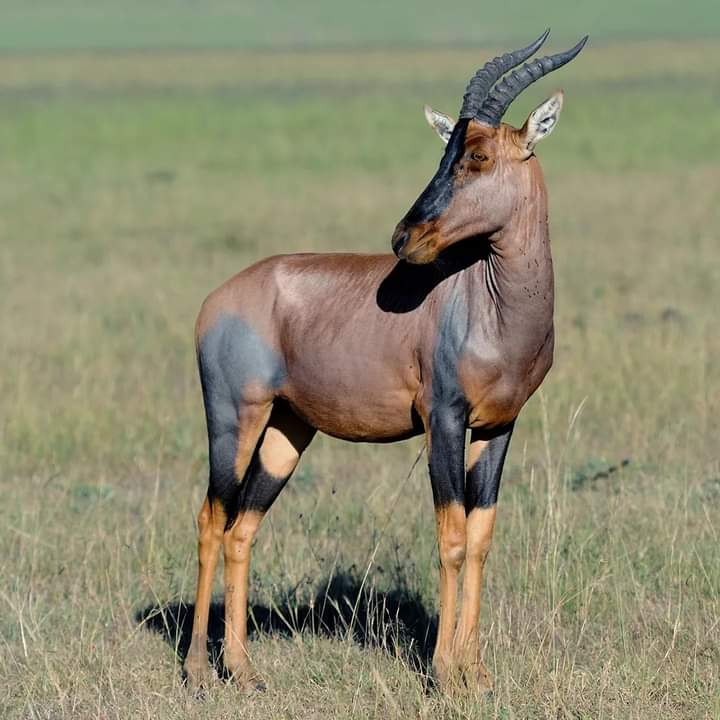 6-Day Tanzania Classic Wildlife Safari