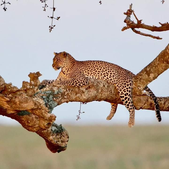 4-Day Northern Circuit Safari Adventure