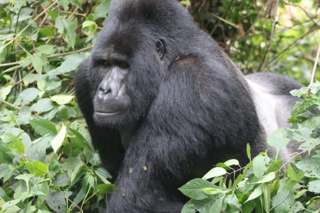 14-Day Thrilling Safari