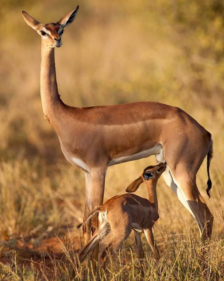 8-Day Explore Tarangire, Ngorongoro, Serengeti, Materuni