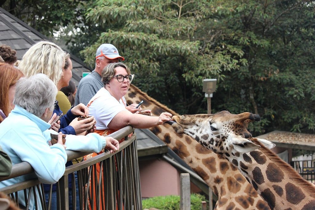 9-Day Rwanda And Kenya Magnificent Budget Safari