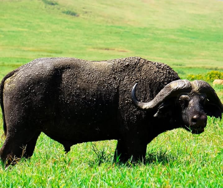 9-Day Unforgettable Tanzania Safari Experience
