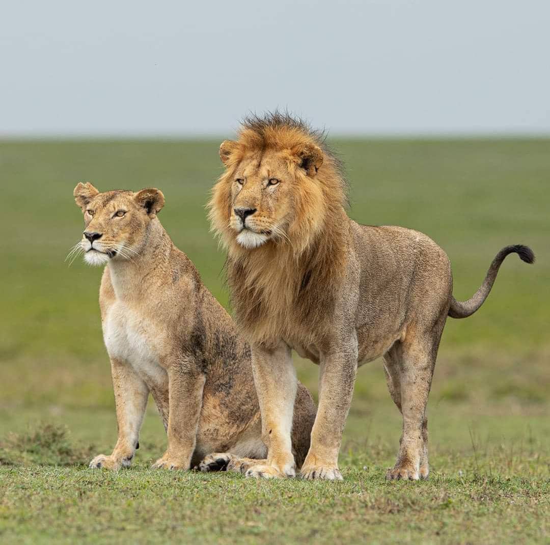 3-Day Mikumi NP Safari - Stay Inside the Park