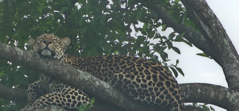 11-Day Thrilling Safari In Kenya And Uganda