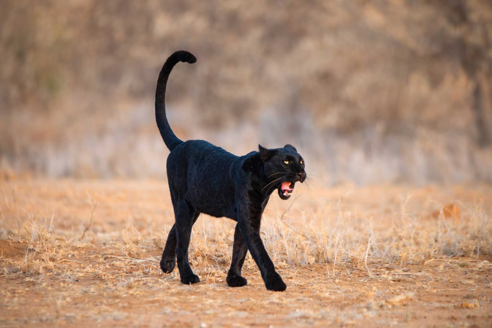 4-Day Laikipia Black Leopard Safari