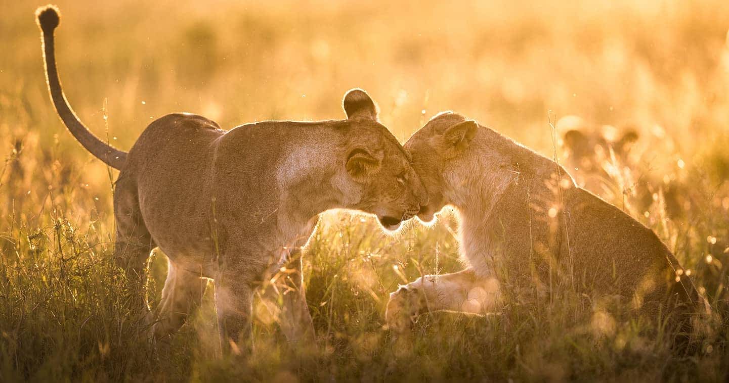 14-Day Family Safari & Zanzibar Beach Escape
