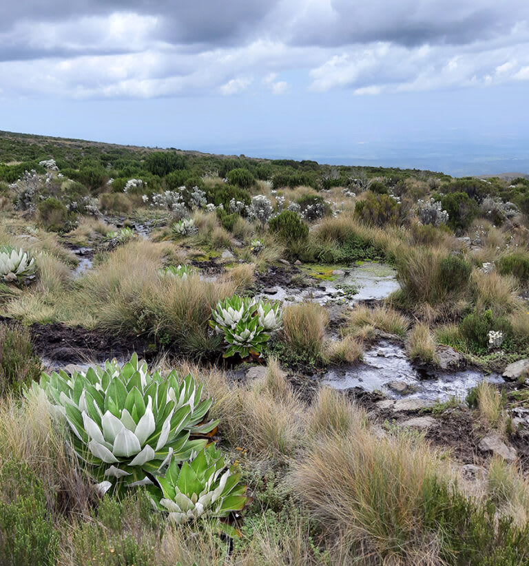 4-Day Mt Kenya Climb Private Trekking Tour- Sirimon Route