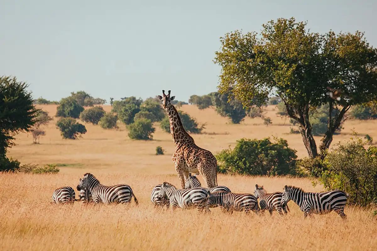 10-Day Northern Circuit Safari Expedition