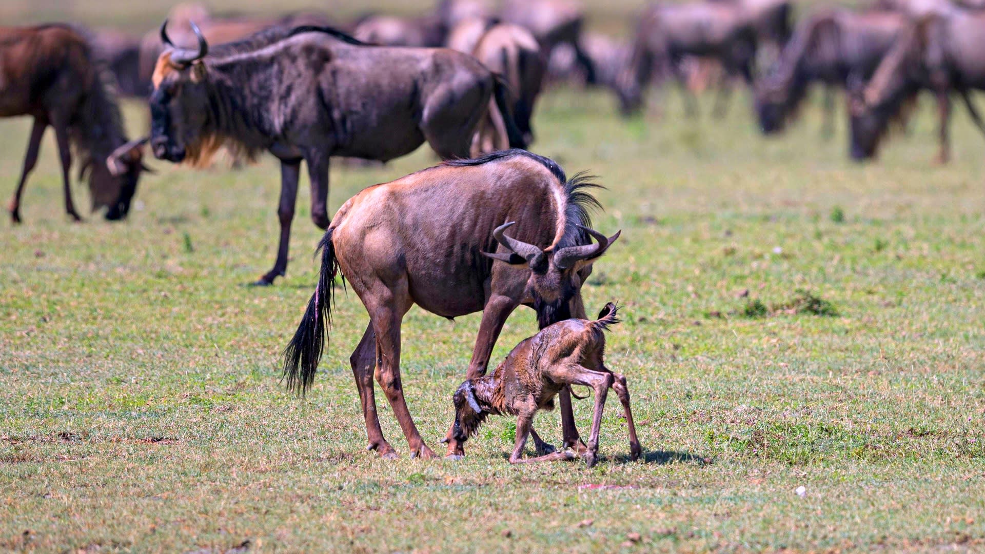 8-Day Calving Season Safari