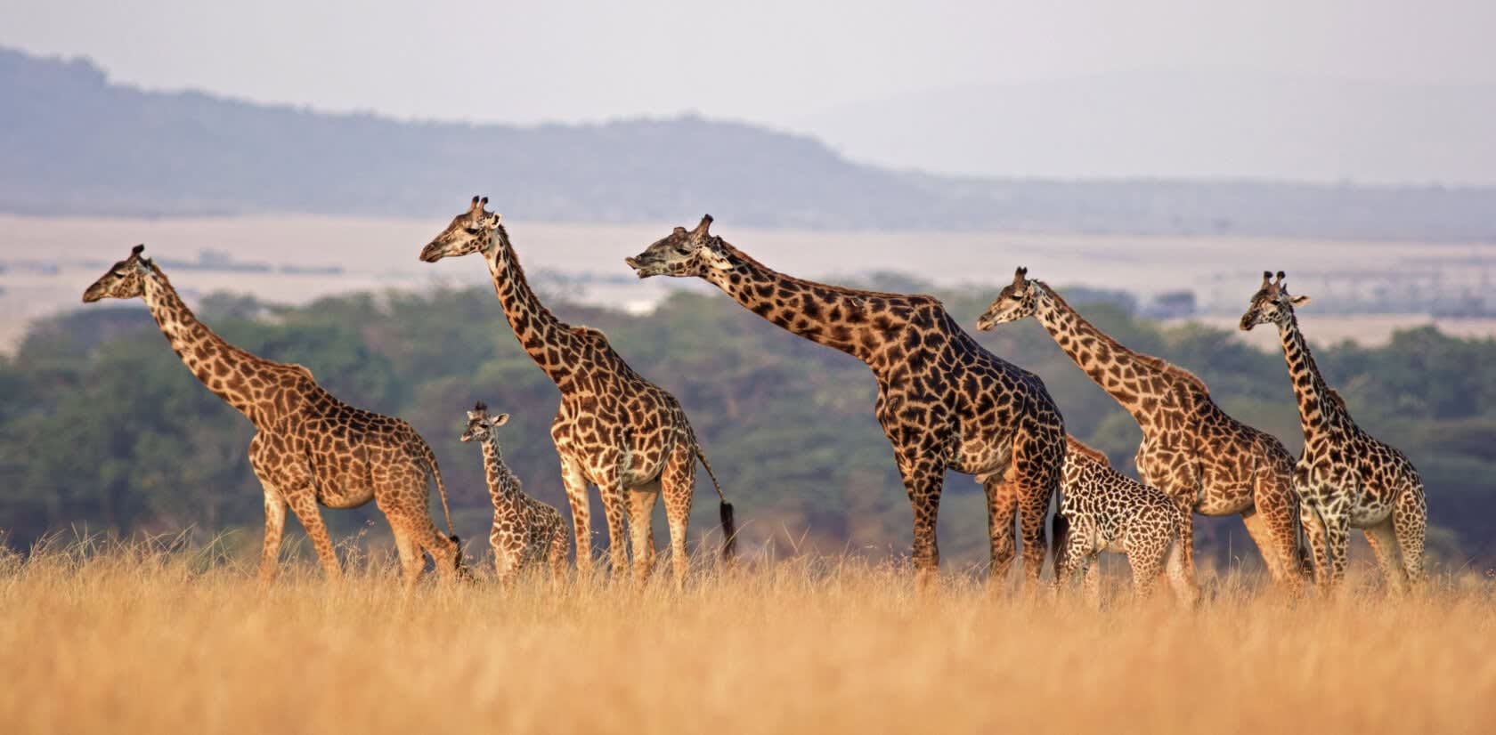 8-Day Signature Northern Tanzania Safari