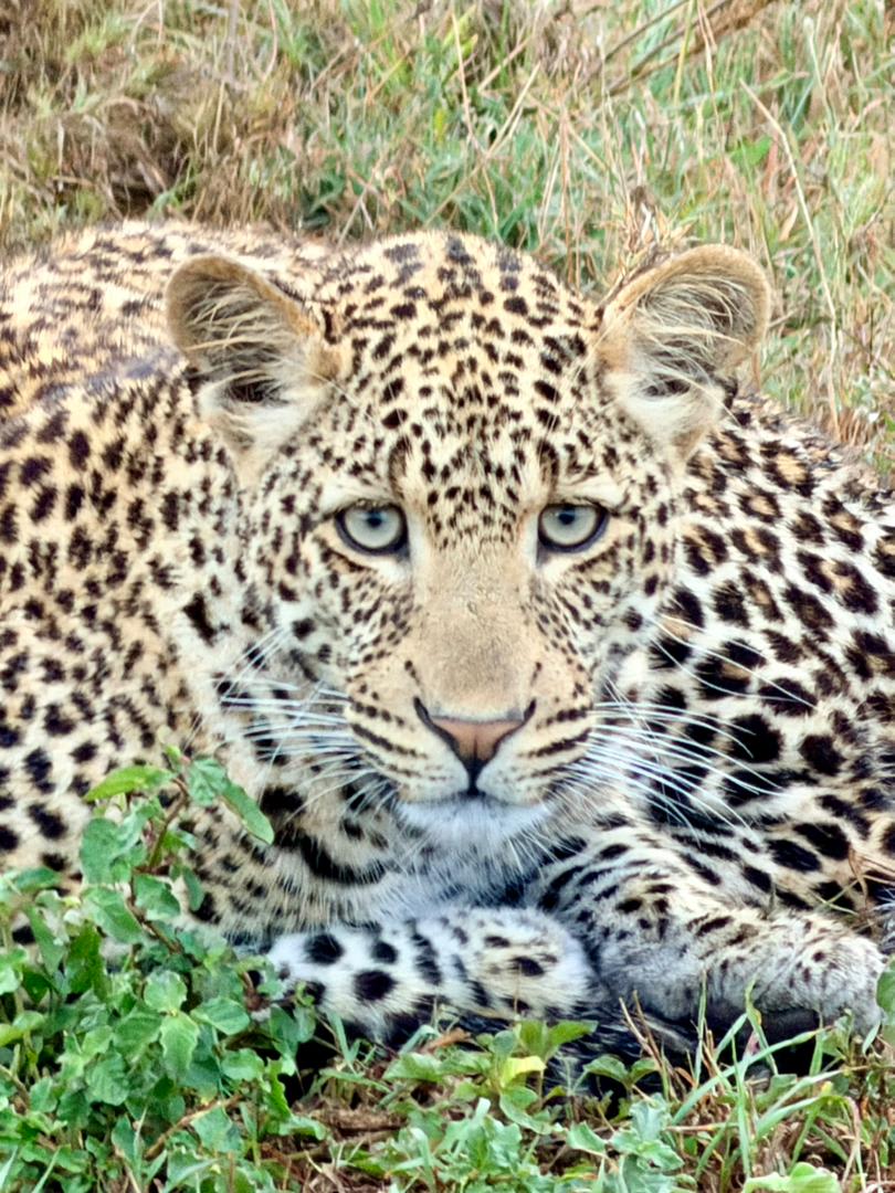 3-Day Budget Safari in Tarangire, Ngorongoro & Manyara