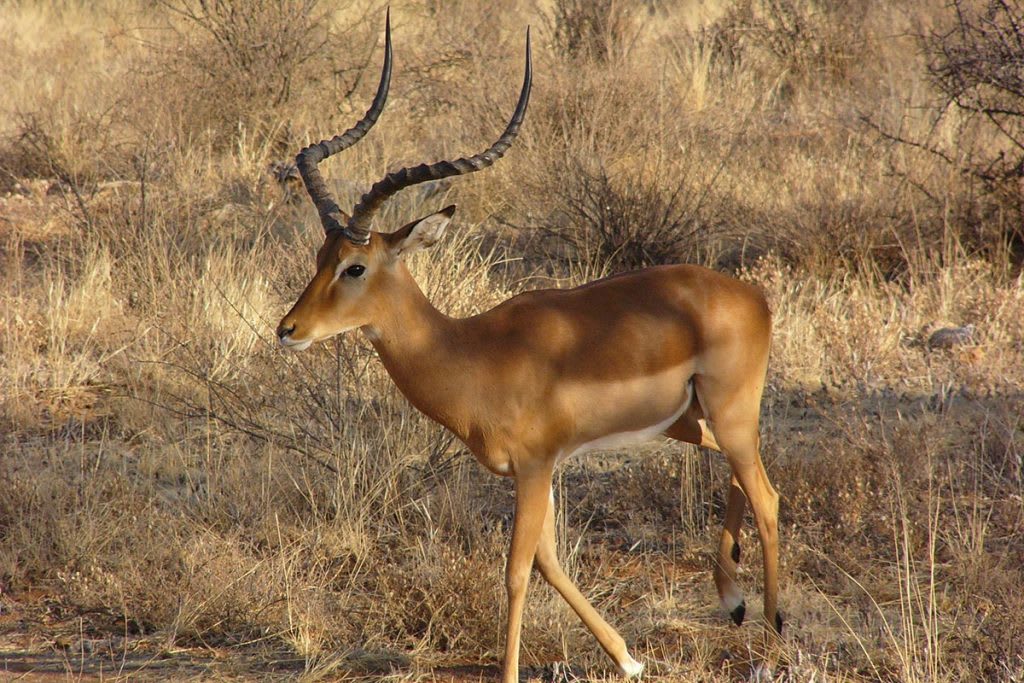 Bujumbura