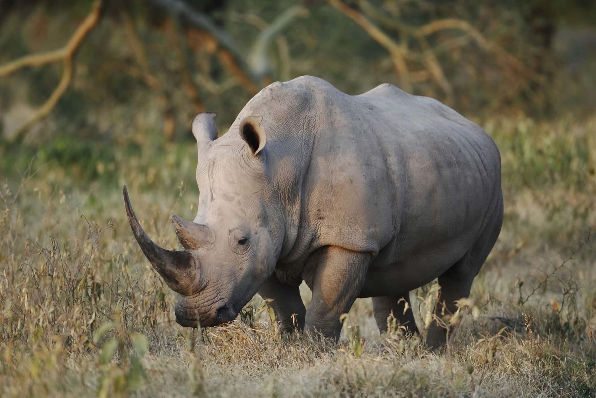 2-Day Mid-Range Safari to Tarangire & Ngorongoro Crater