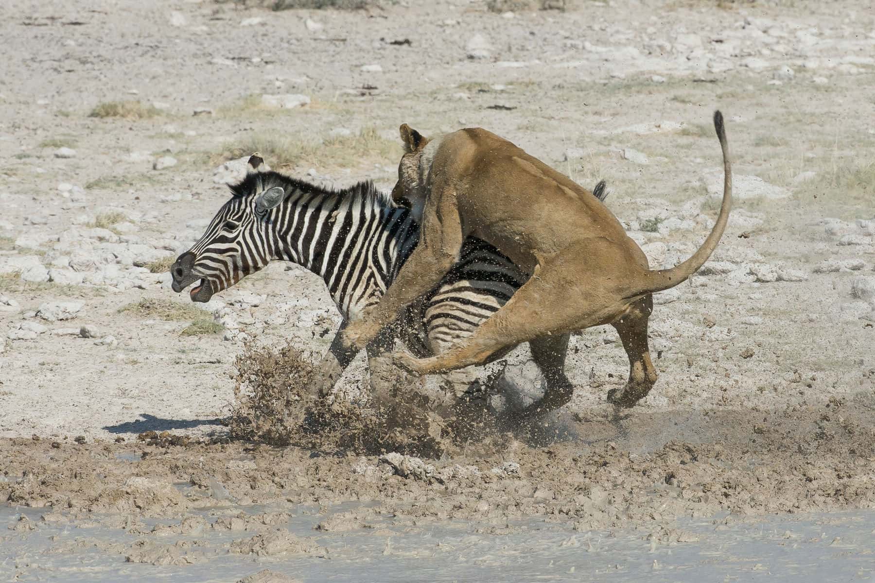 16-Day Tanzania Northern Safari & Trekking Mount Meru