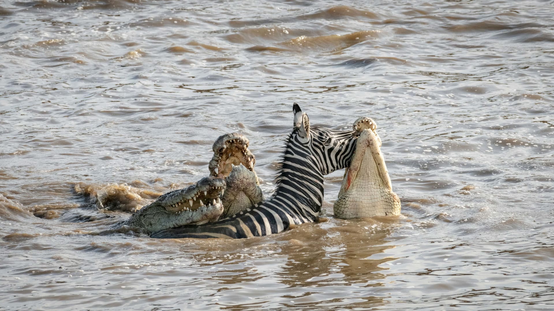 6-Day In the Wild – A Budget Safari Across Tanzania’s Icons