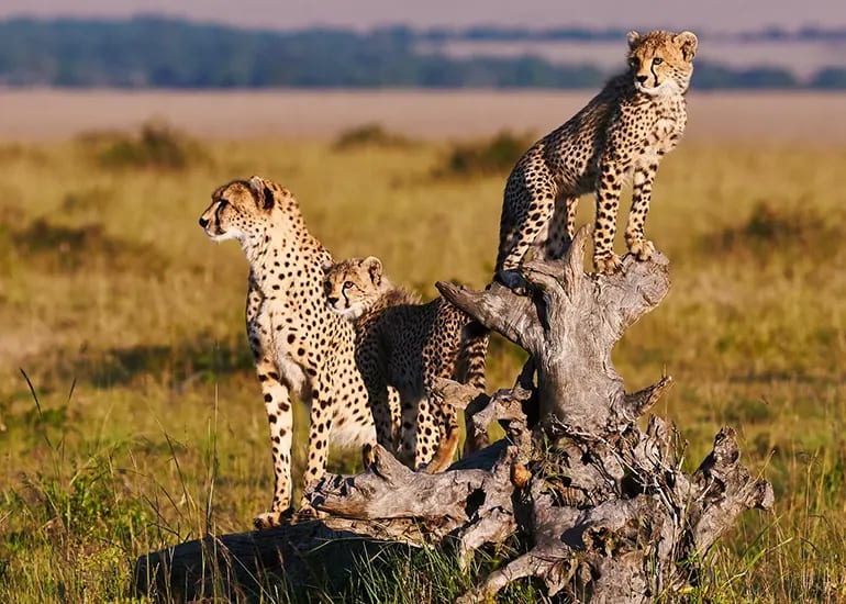 3-Day Tarangire, Ngorongoro Crater & Lake Manyara Safari
