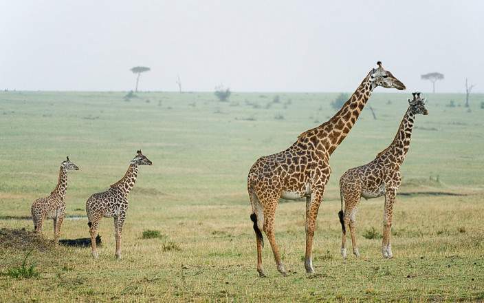 5-Day Tanzania Flexible Safari Adventure