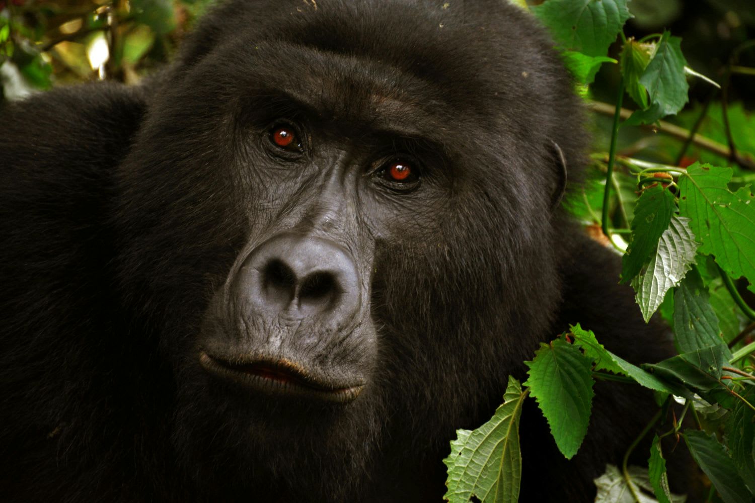 4-Day Gorilla and Chimpanzee Trekking Safari