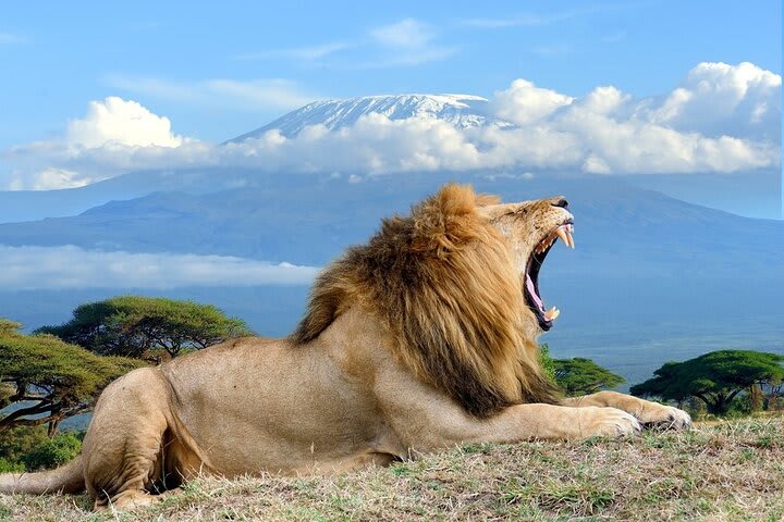 2-Day Amboseli Big Tuskers Experience