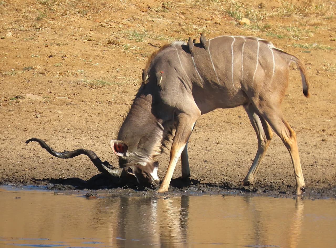 3-Day Samburu Special Five Safari