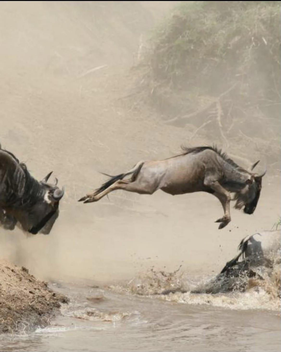 4-Day THE GREAT MIGRATION THRONE