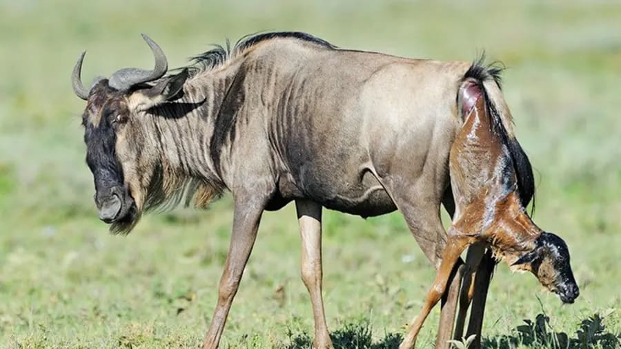 6-Day Calving Season Safari