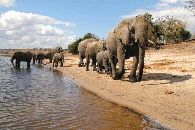 1-Day Chobe Full day Safari and Boat Cruise tour