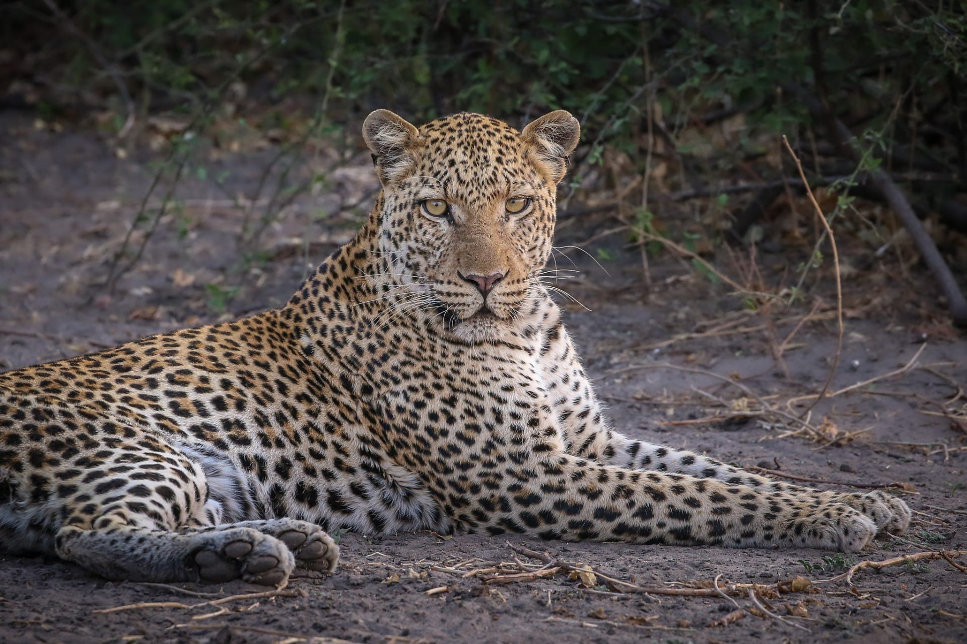 12-Day Safari in Okavango Delta, Chobe National park, Victoria falls and Hwange Experience