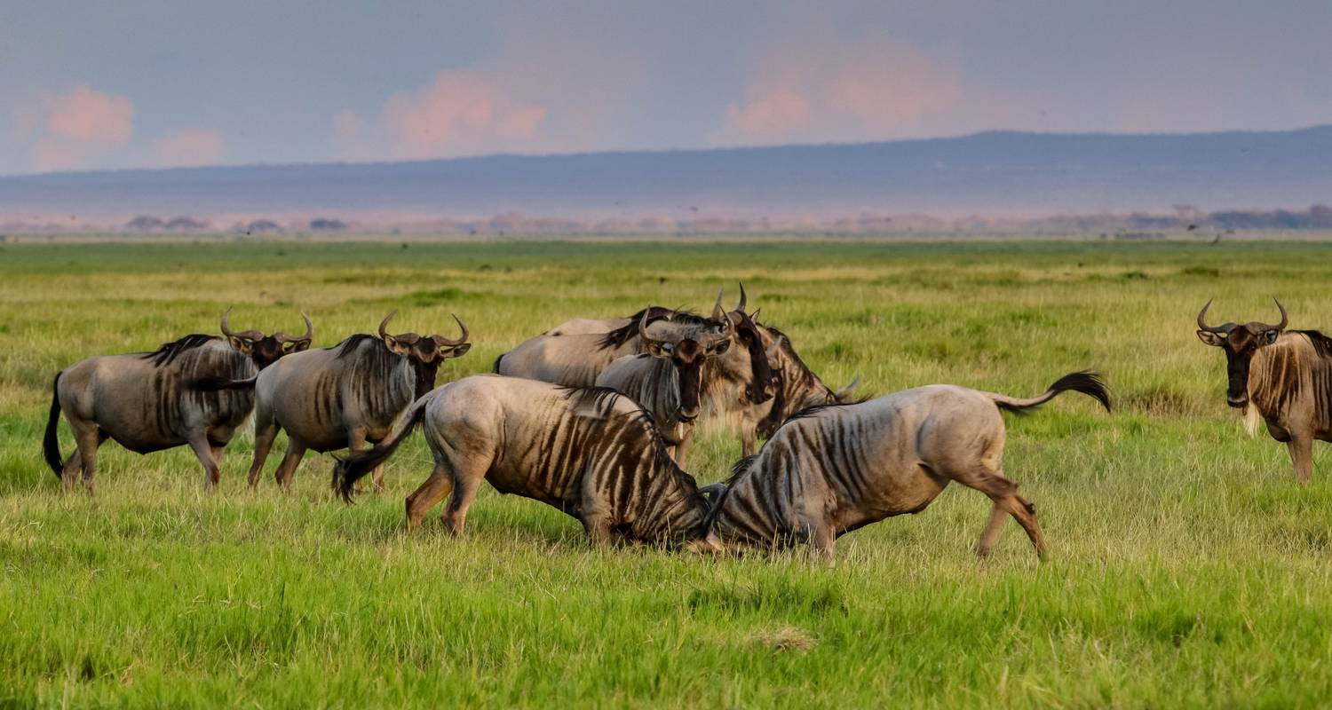 5-Day Tanzania Safari