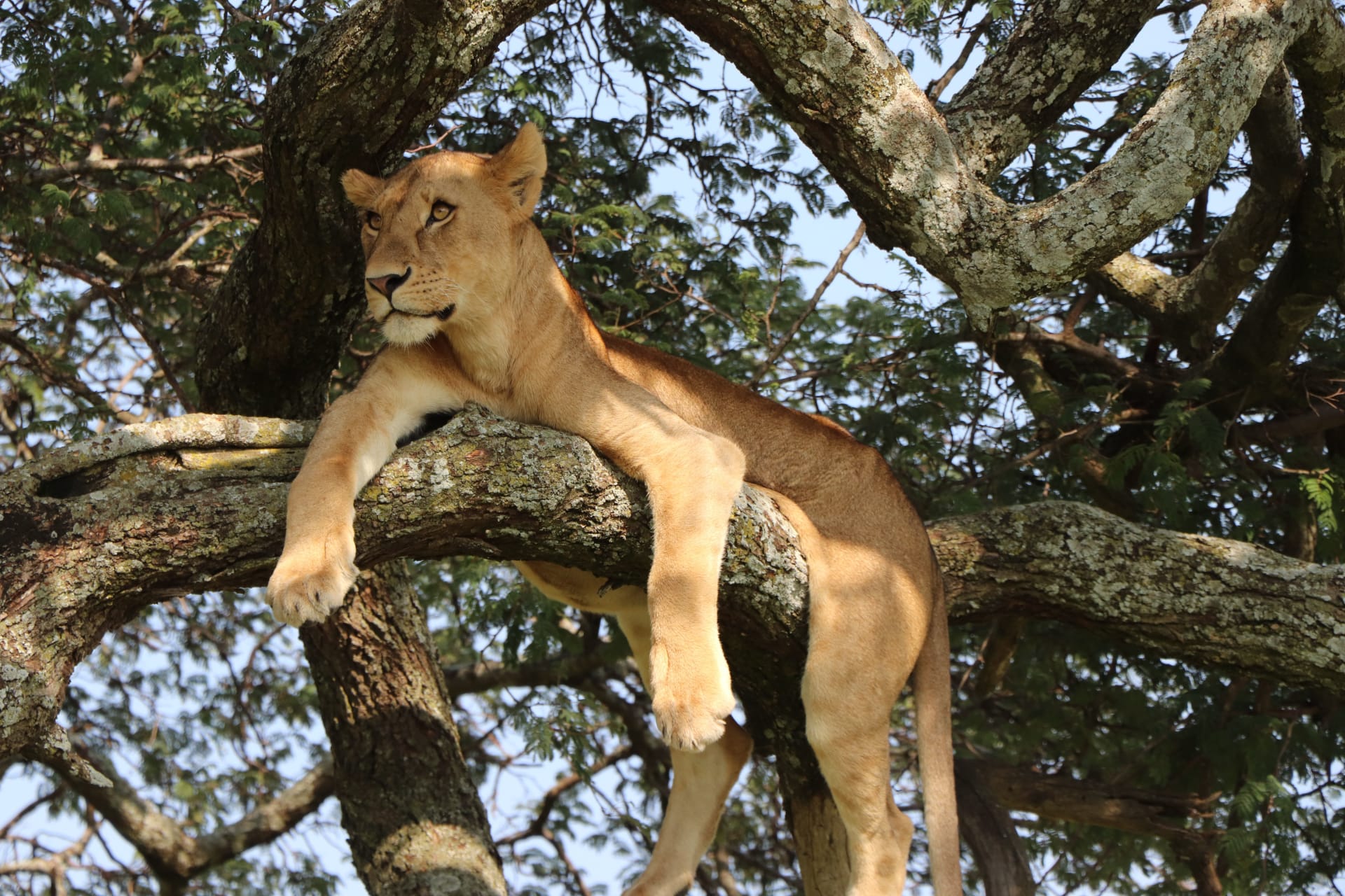 8-Day Of Uganda’s Best Wildlife Safari
