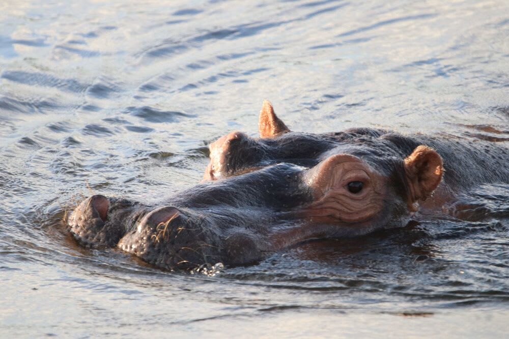 7-Day Zambia, Chobe & Victoria Falls Safari