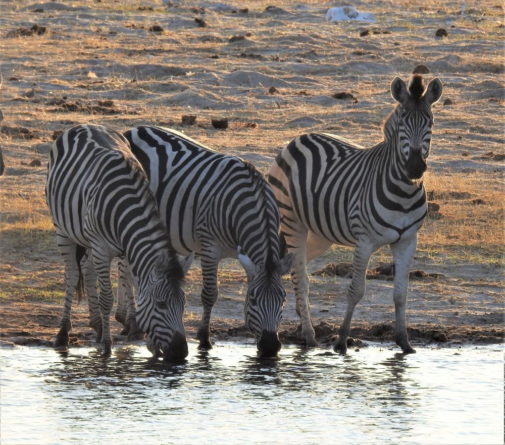 1-Day Hwange Full day Safari Experience