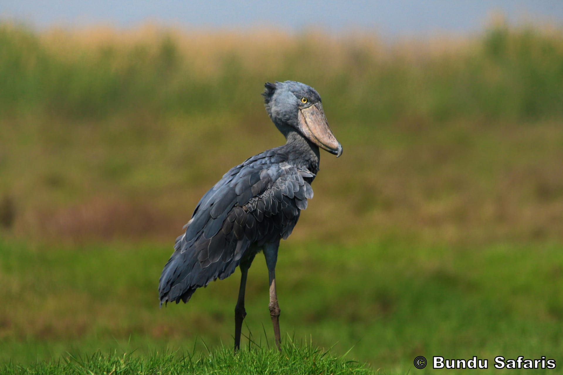 15-Day Walking Safari in Zambia