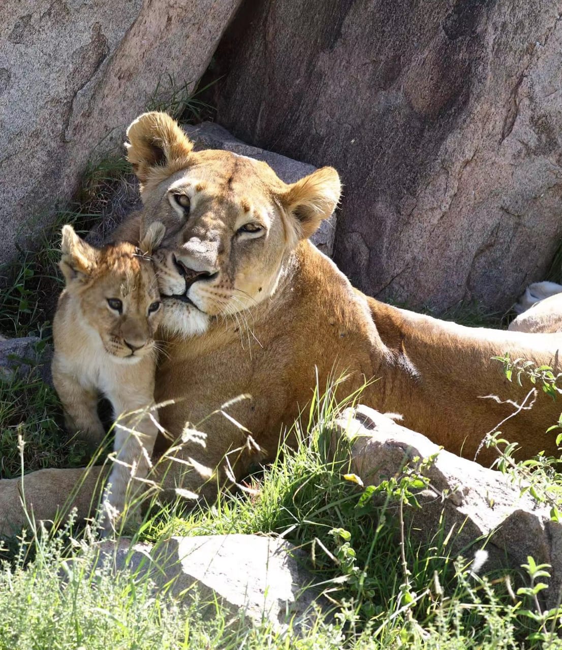 6-Day Midrange Tanzania Safari & Authentic Maasai Cultural Tour
