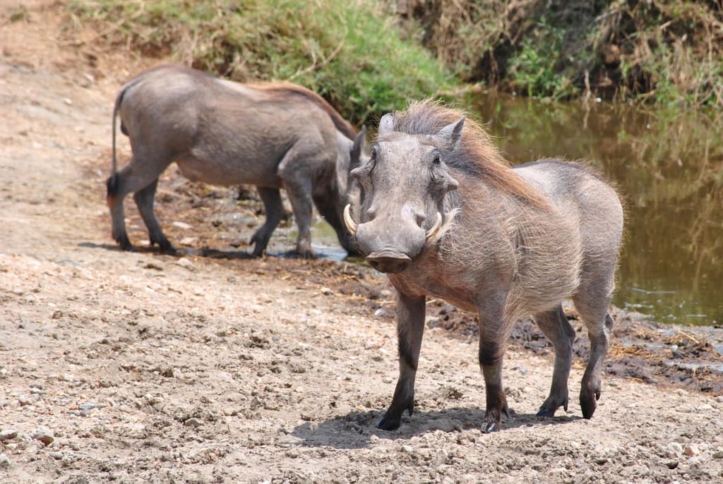 4-Day Tarangire National Park, Serengeti National Park & Ngorongoro Crater on Budget
