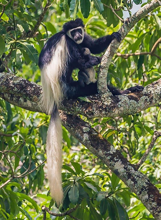 1-Day Trip: Arusha National Park Safari