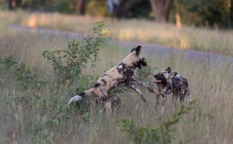 1-Day Victoria Falls national park- 3 hours Game drive