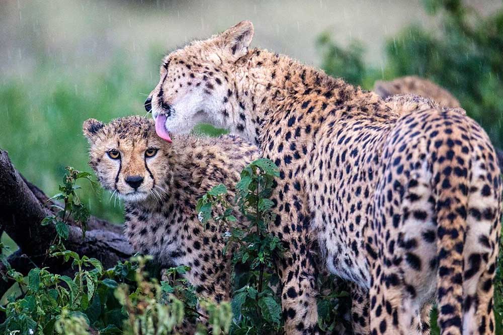 4-Day Serengeti , Ngorongoro and Materuni Waterfalls