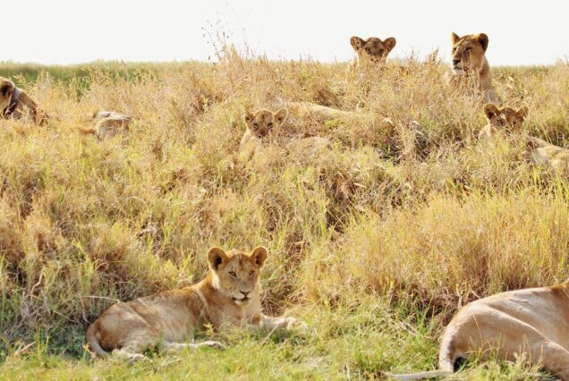 5-Day Serengeti Experience Budget