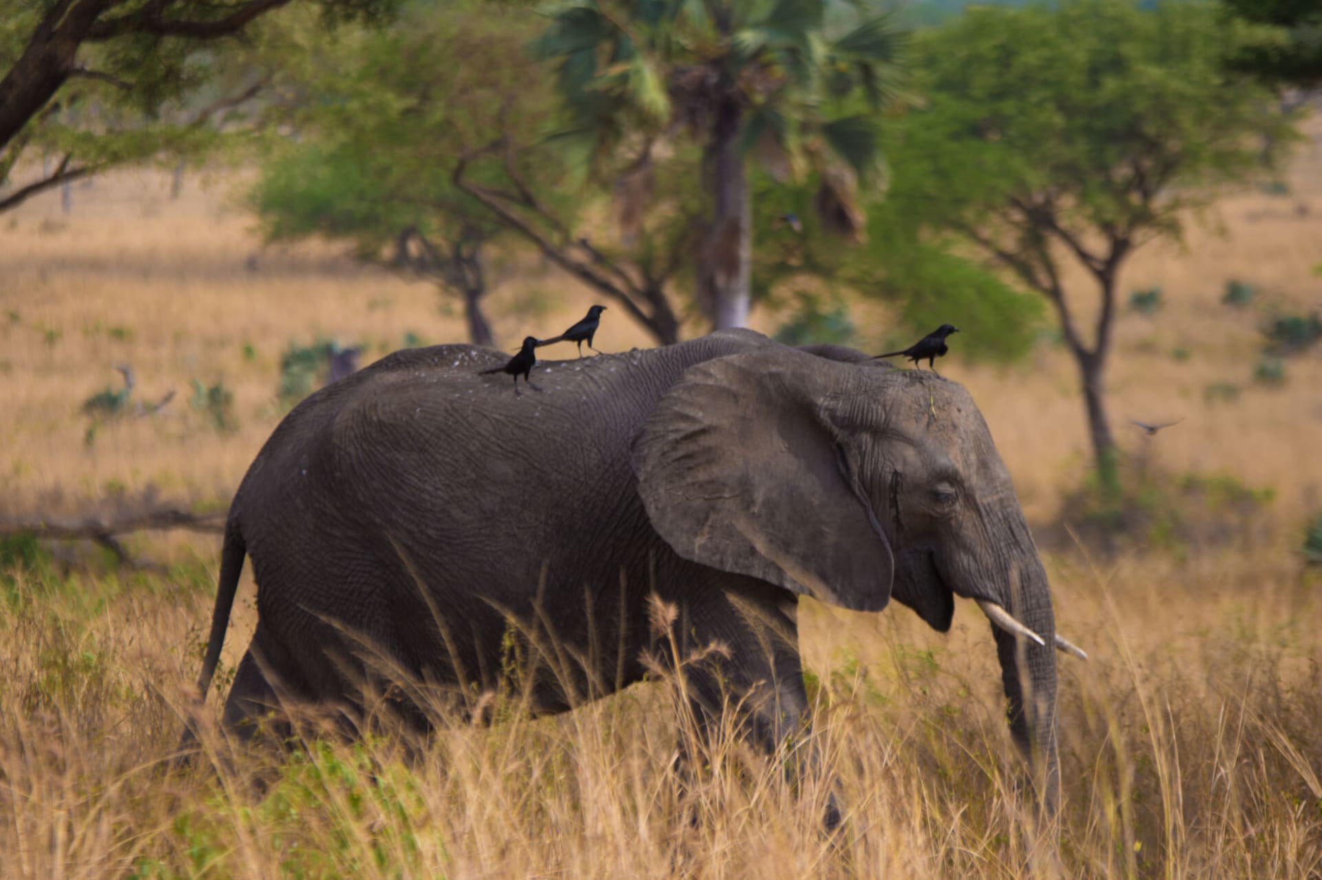 13-Day Uganda Wild Life, Primate And Cultural Safari Adventure
