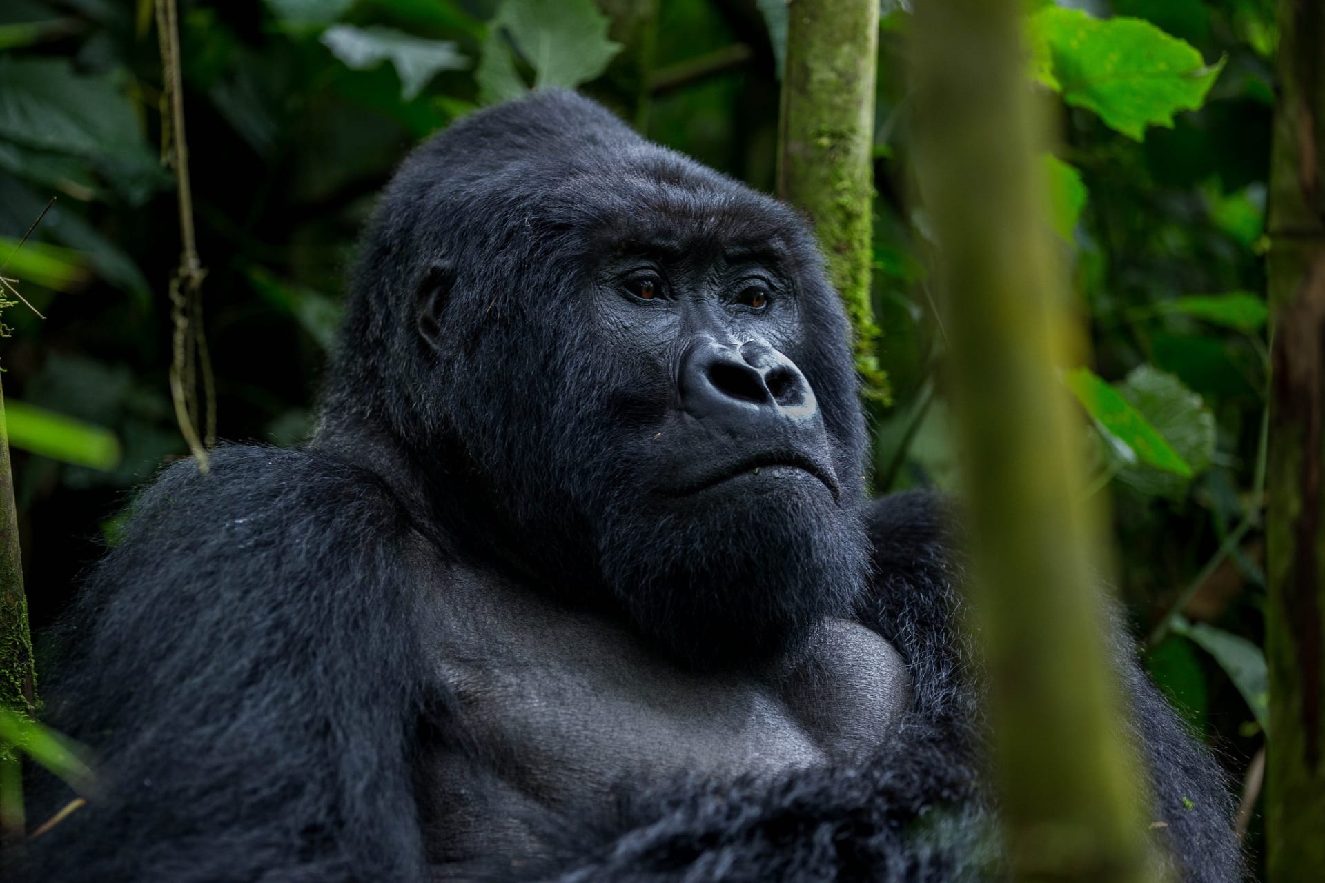 4-Day Ultimate Gorilla Trekking