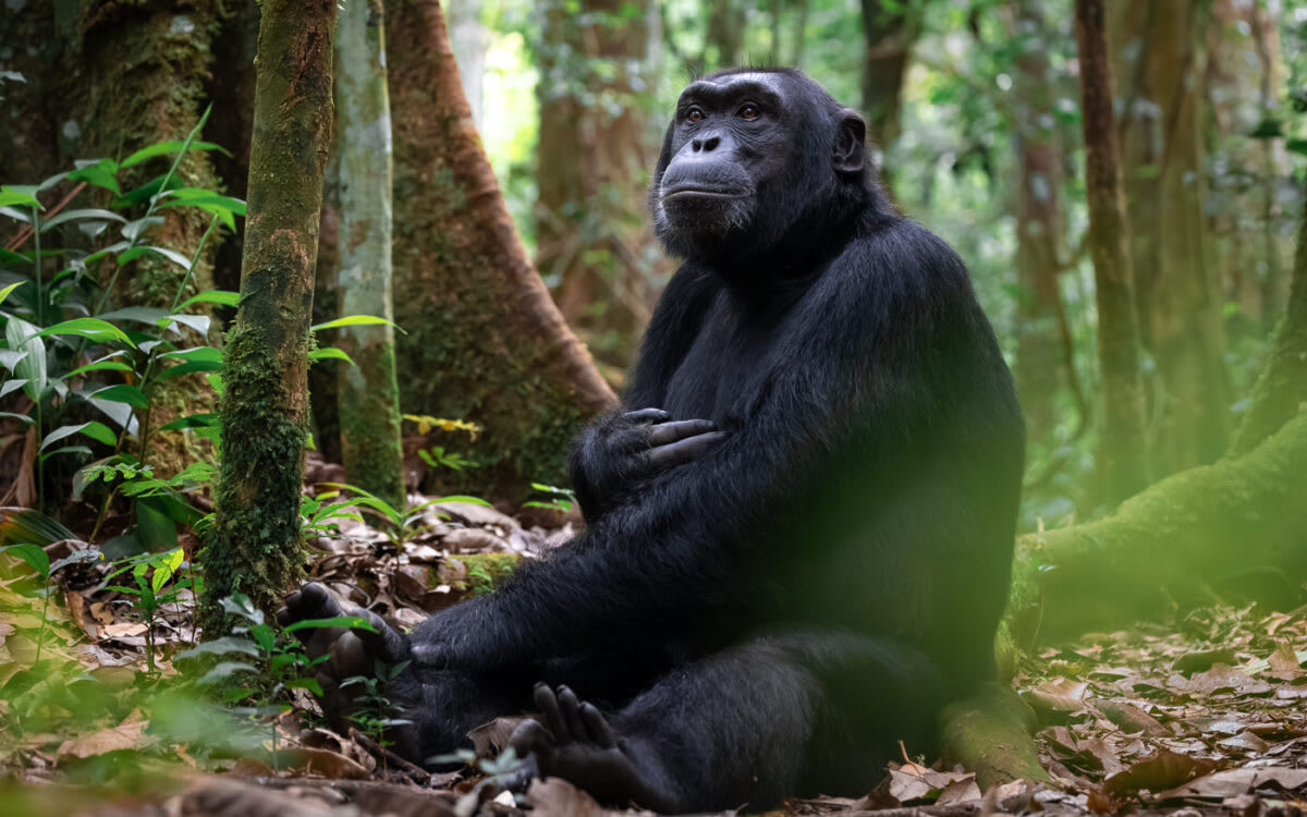 9-Day Classic Uganda Primates Adventure