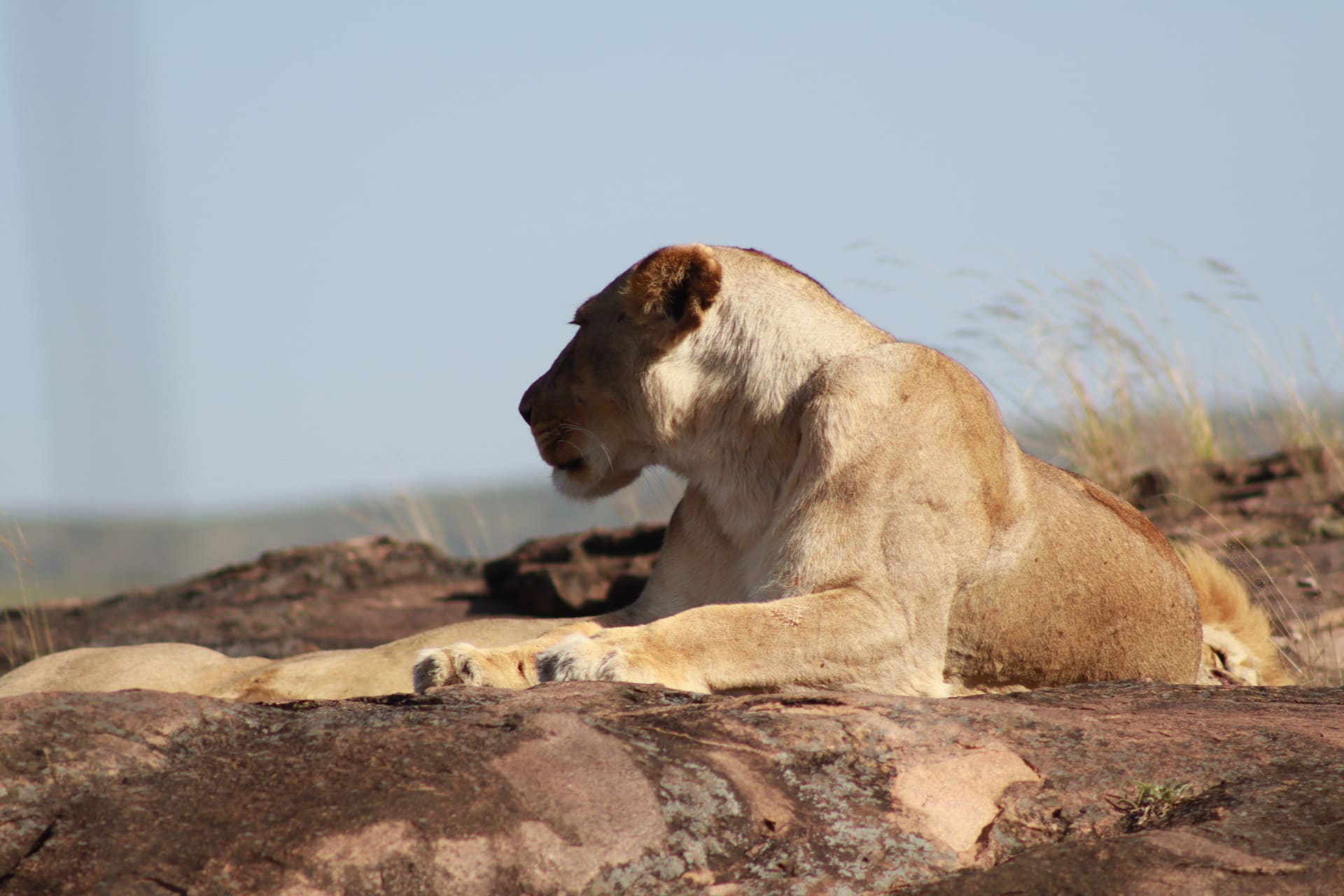 1-Day Nairobi national Park 