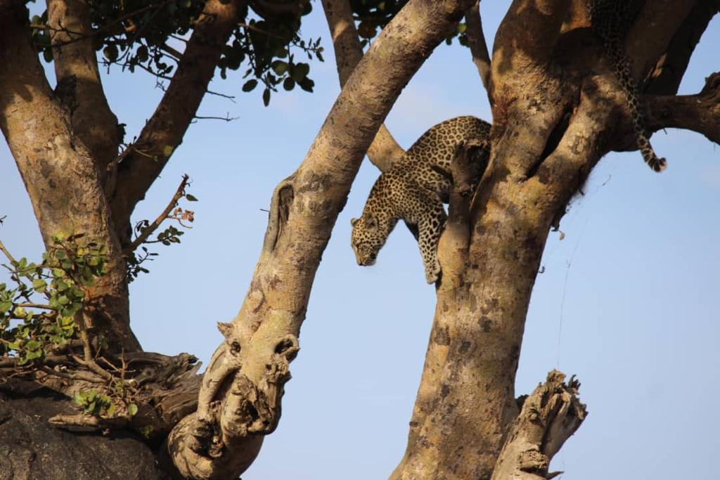 1-Day Tarangire national park day trip from Arusha 