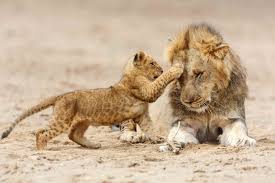 10-Day 10 Days Midrange Tanzania Family Safari and Zanzibar Beach
