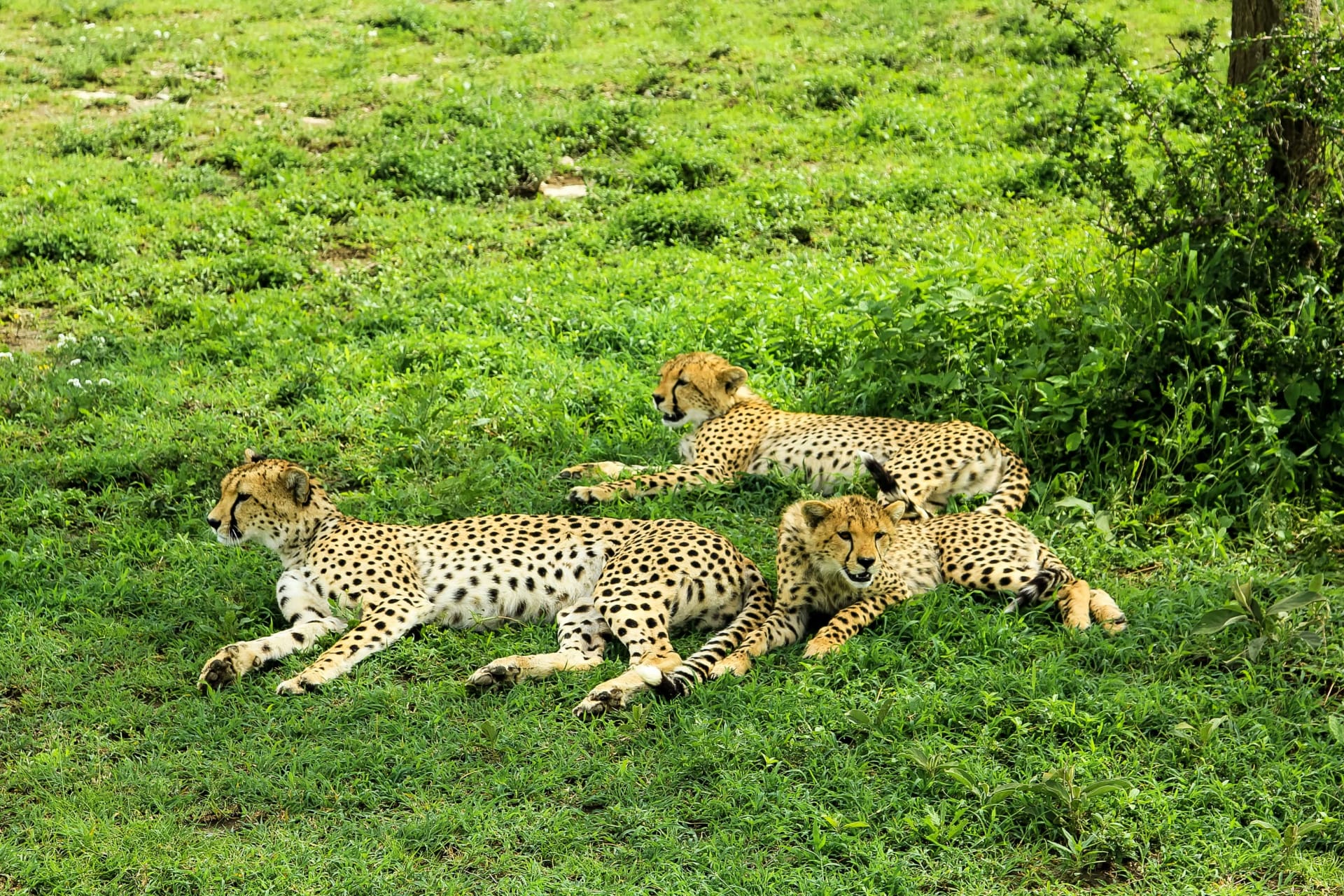 2-Day Fly-In Safari Escape | Tarangire & Ngorongoro Crater