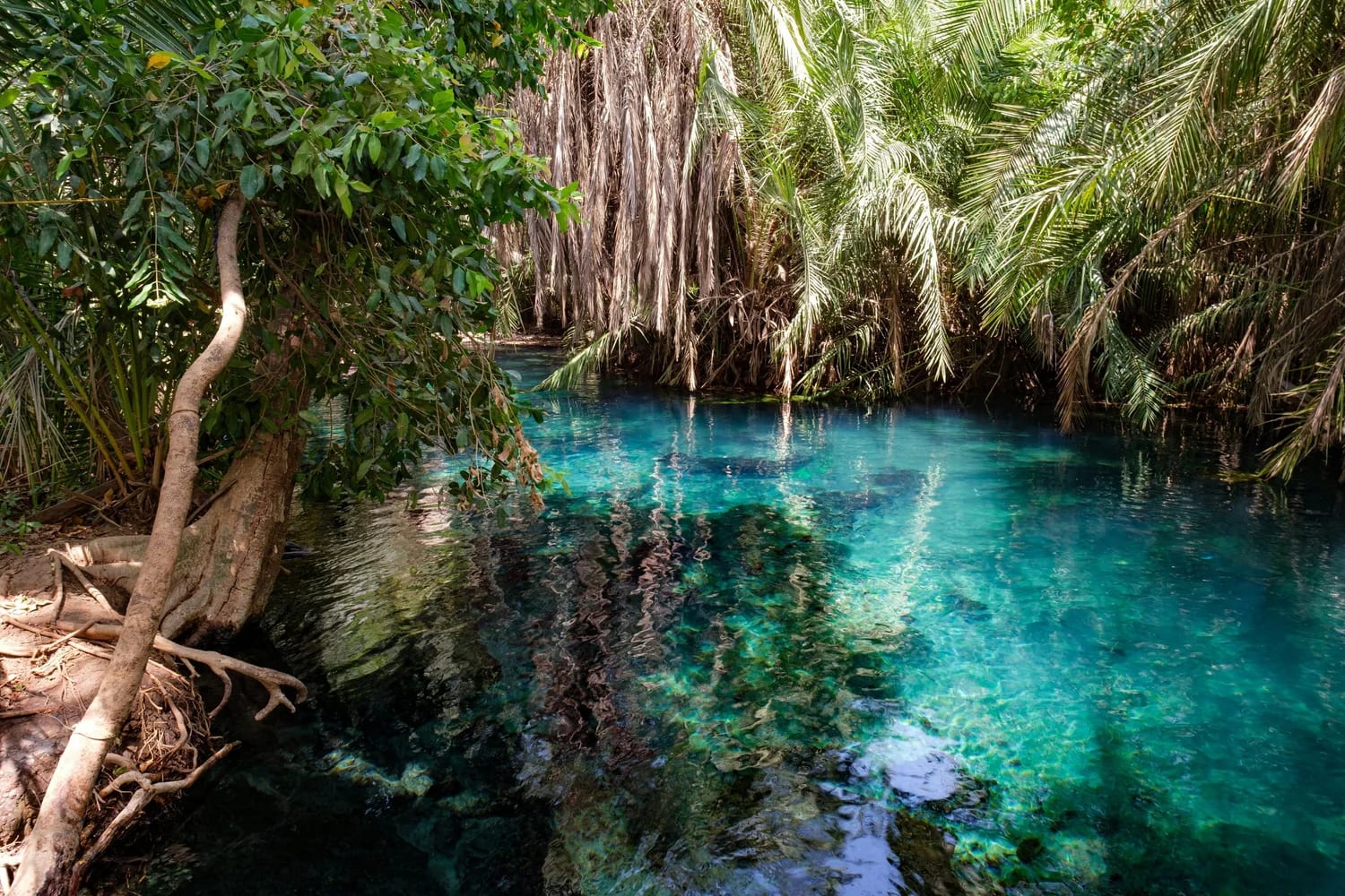 Kikuletwa Hot Springs