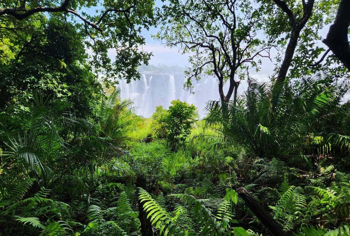 Rainforest