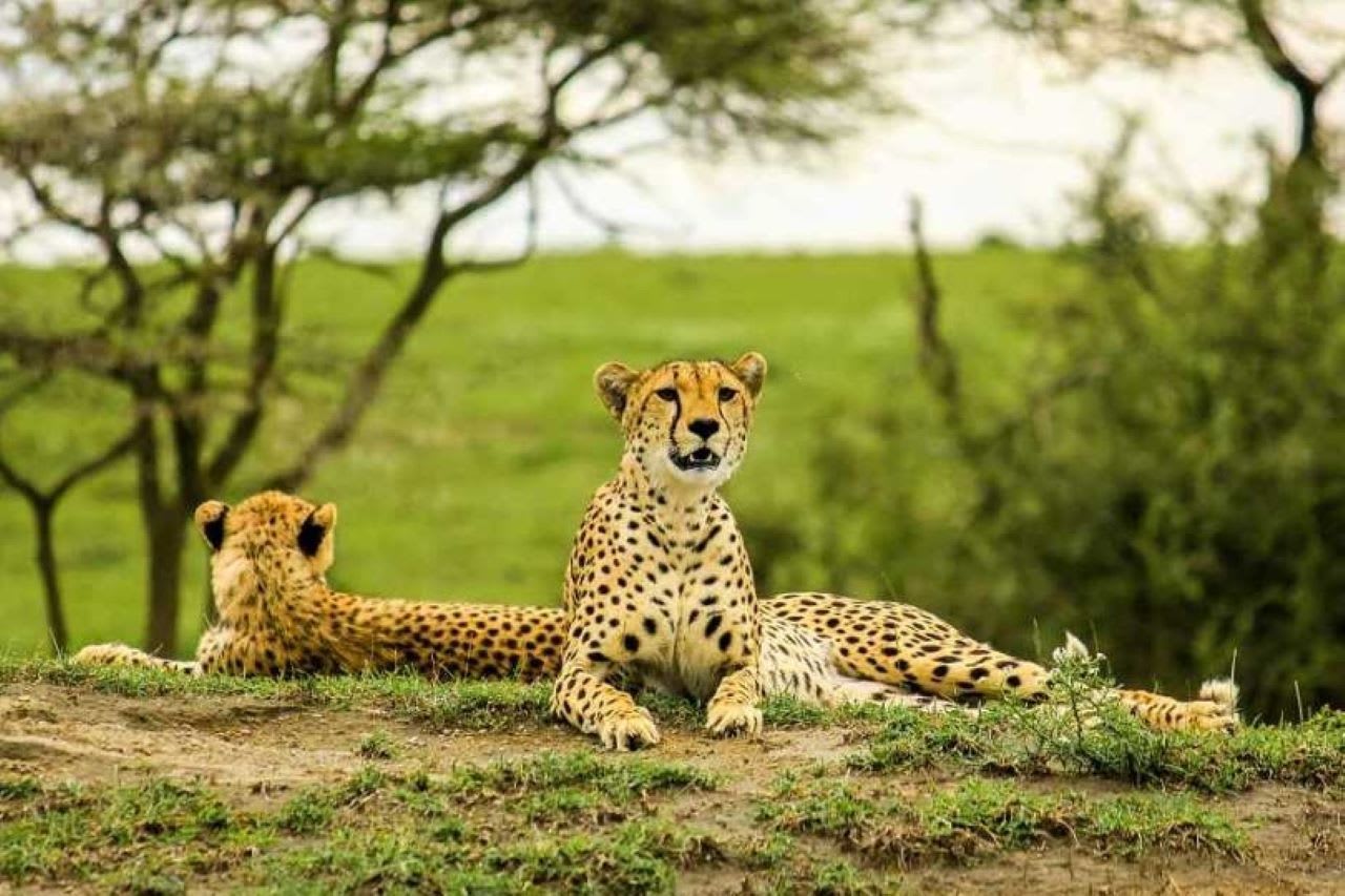 4-Day Central serengeti & ngorongoro crater camping safari
